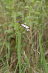 Rosebud orchid